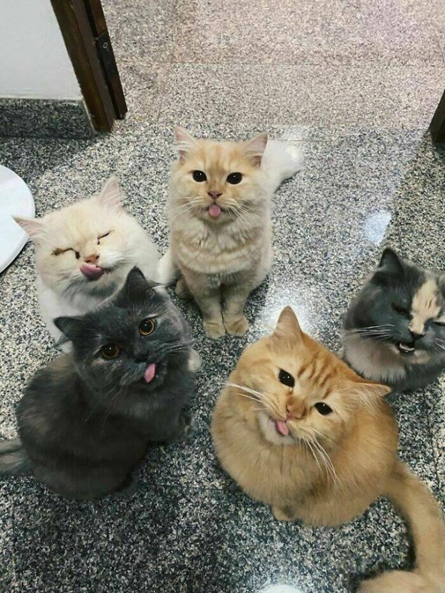 Cute Cats (48 pics)