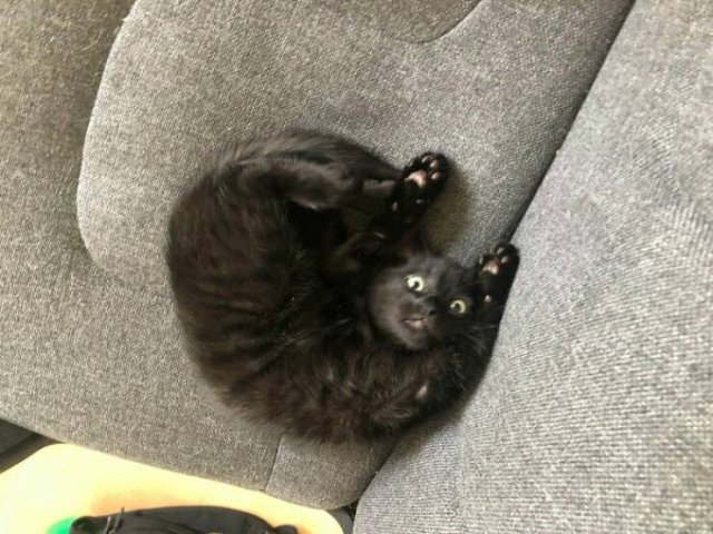 Cute Cats (48 pics)
