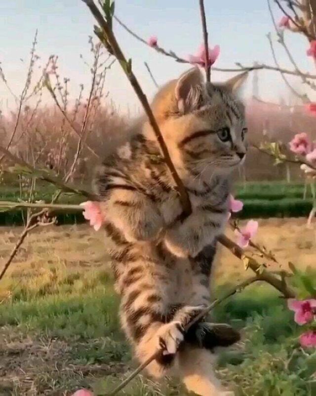 Cute Cats (48 pics)