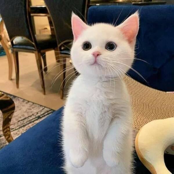 Cute Cats (48 pics)