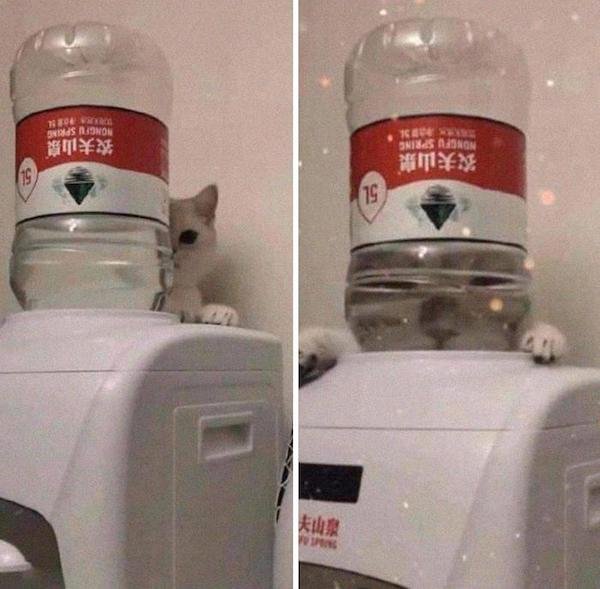 Cute Animals (52 pics)