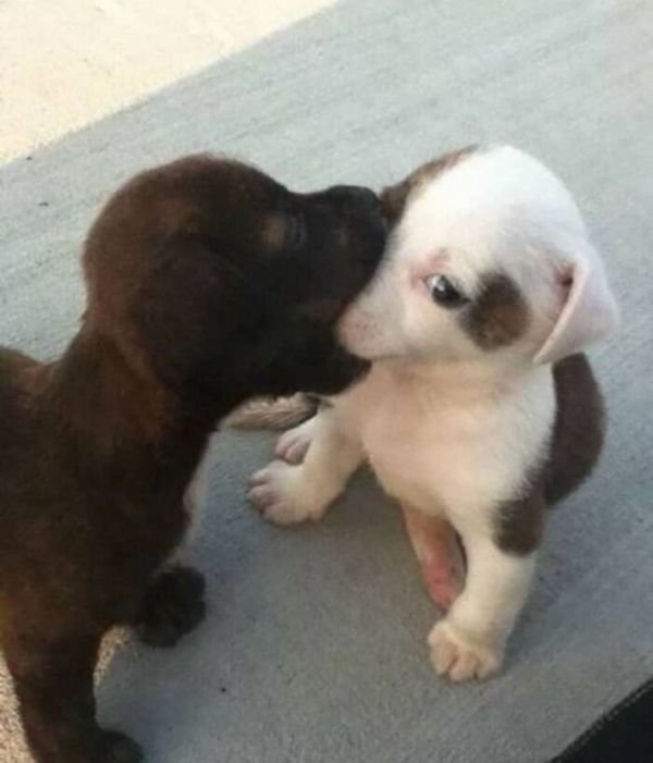 Cute Animals (52 pics)