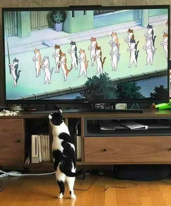 Cute Animals (52 pics)