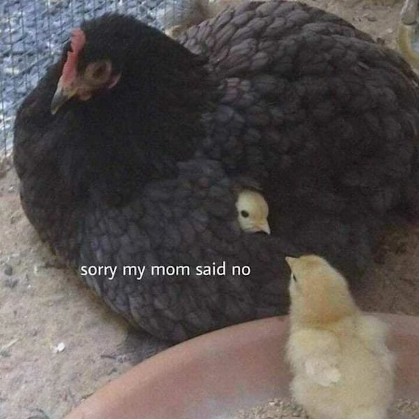Cute Animals (52 pics)
