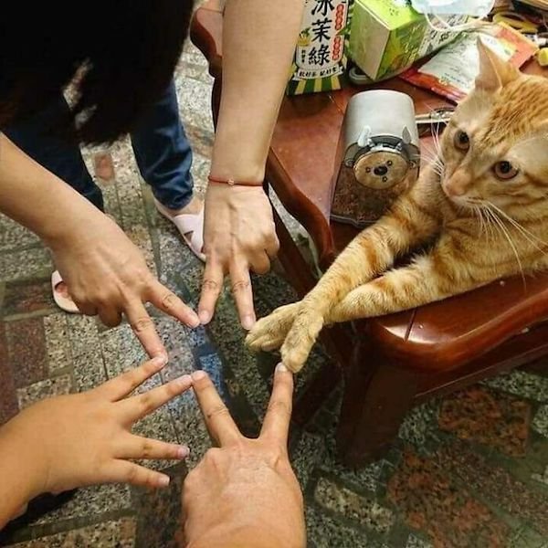 Cute Animals (52 pics)