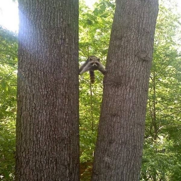 Cute Animals (52 pics)