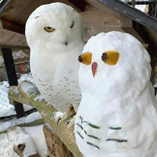 Cute Animals (52 pics)