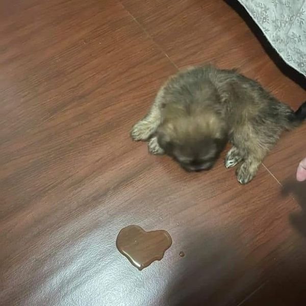 Cute Animals (52 pics)