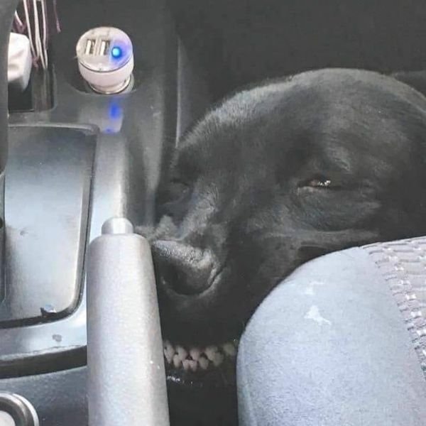 Cute Animals (52 pics)