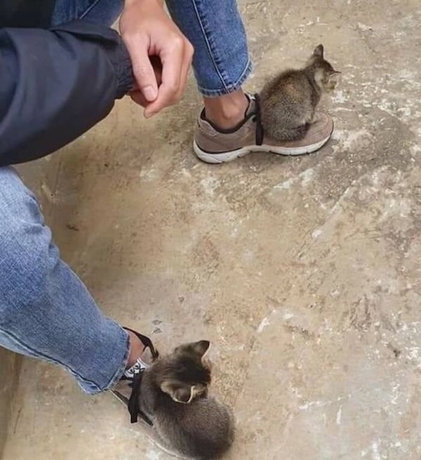 Cute Animals (52 pics)