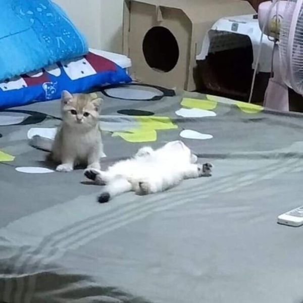 Cute Animals (52 pics)
