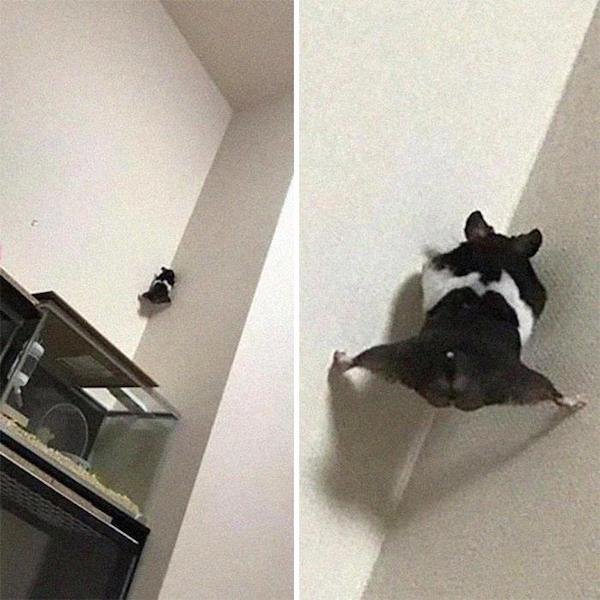 Cute Animals (52 pics)