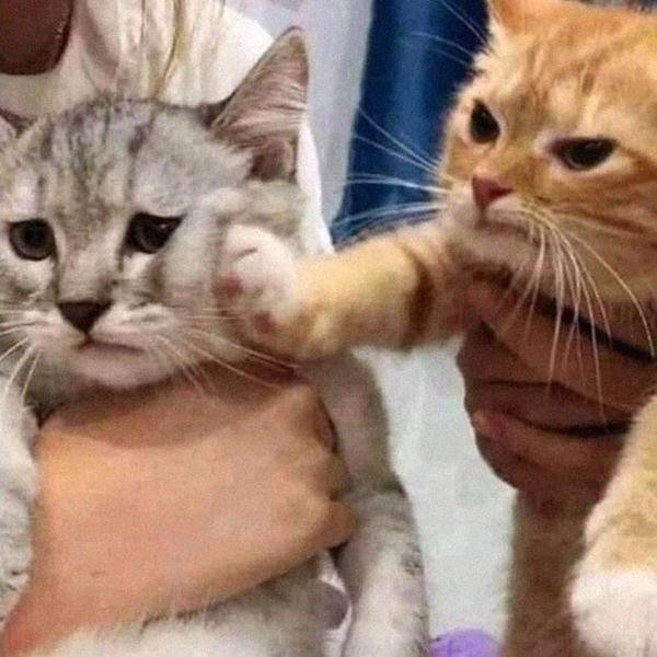 Cute Animals (52 pics)