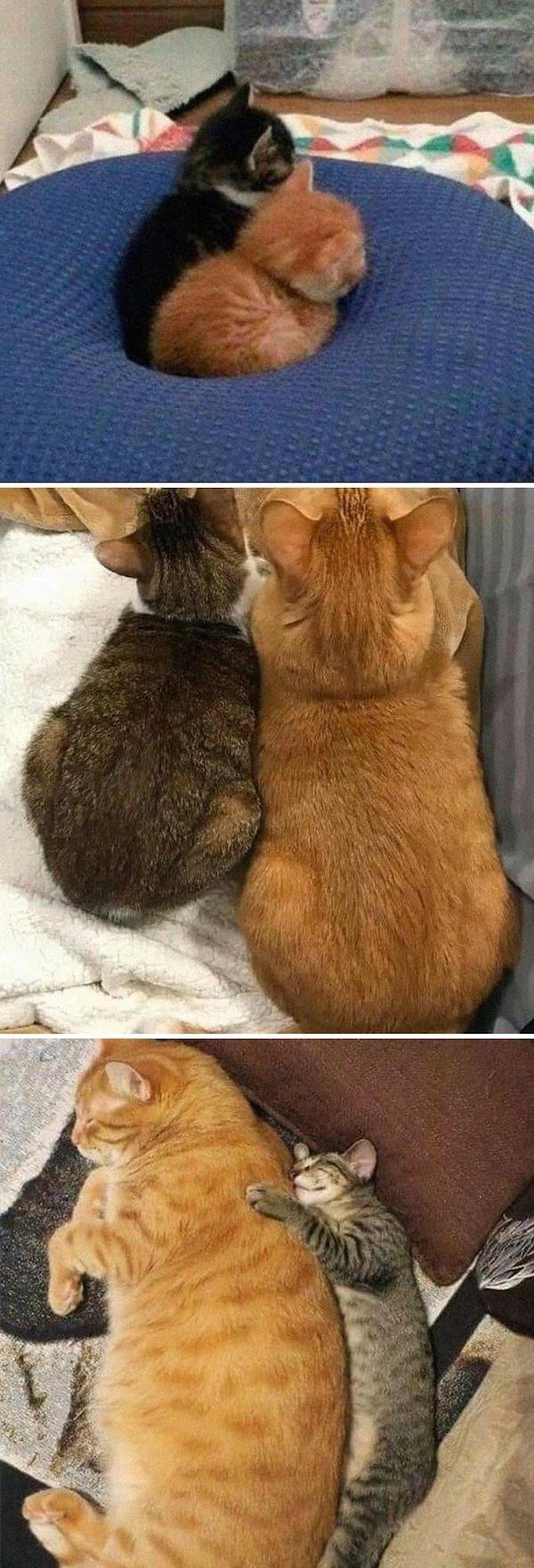 Cute Animals (52 pics)