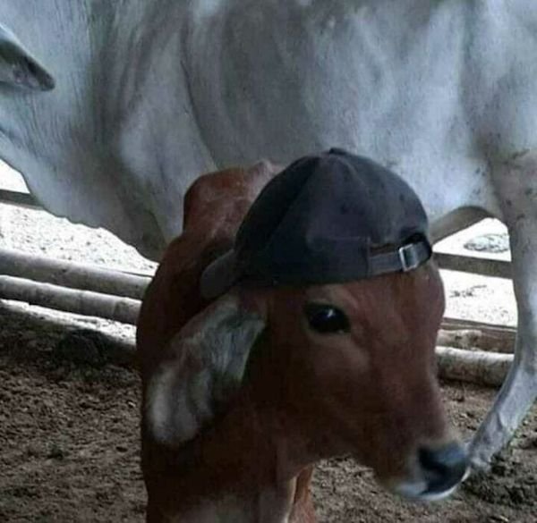 Cute Animals (52 pics)