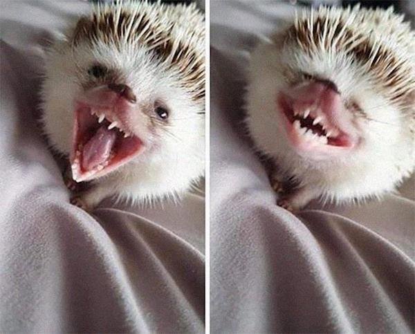 Cute Animals (52 pics)