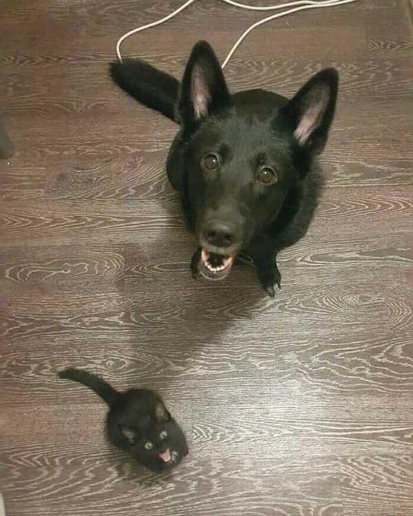 Cute Animals (52 pics)