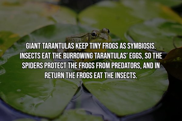Interesting Facts (15 pics)