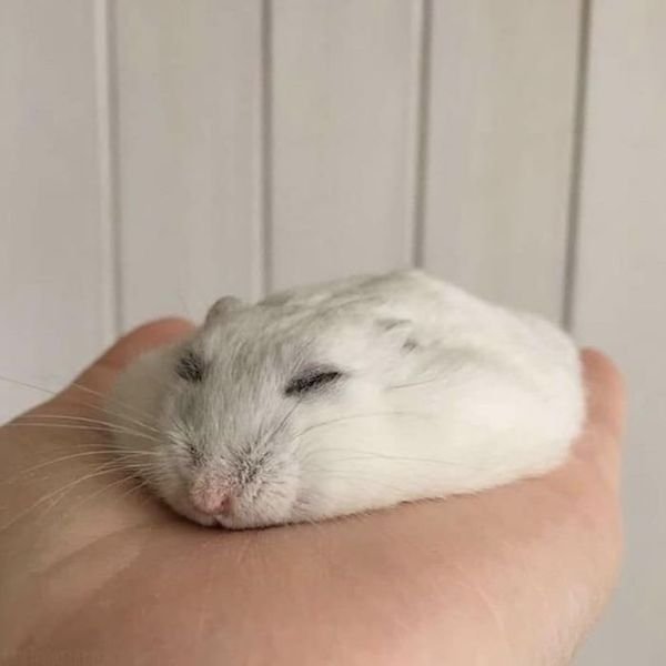 Cute Animals (52 pics)