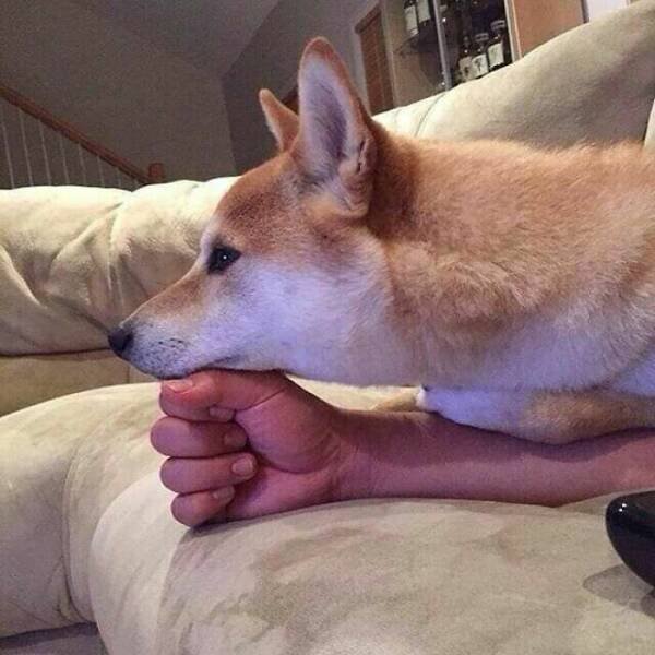 Funny Animals (47 pics)