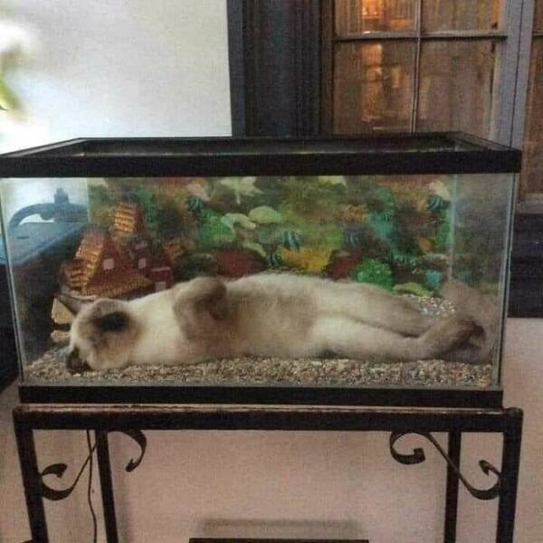 Funny Animals (47 pics)