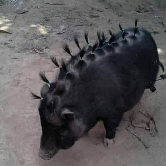Funny Animals (47 pics)