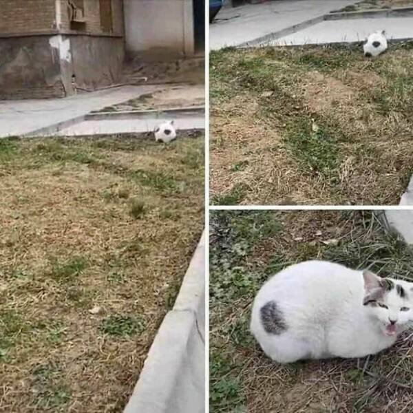 Funny Animals (47 pics)