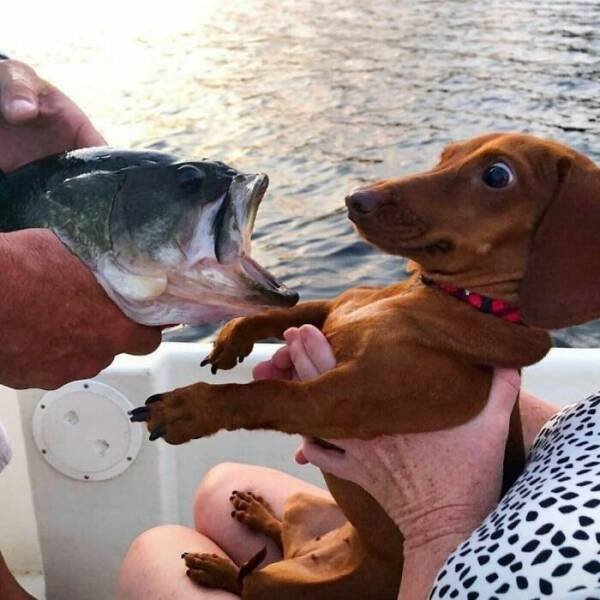 Funny Animals (47 pics)