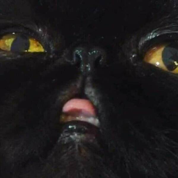 Funny Animals (47 pics)