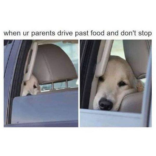 Memes About Dogs (27 pics)