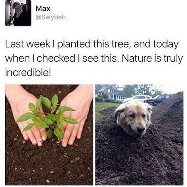 Memes About Dogs (27 pics)