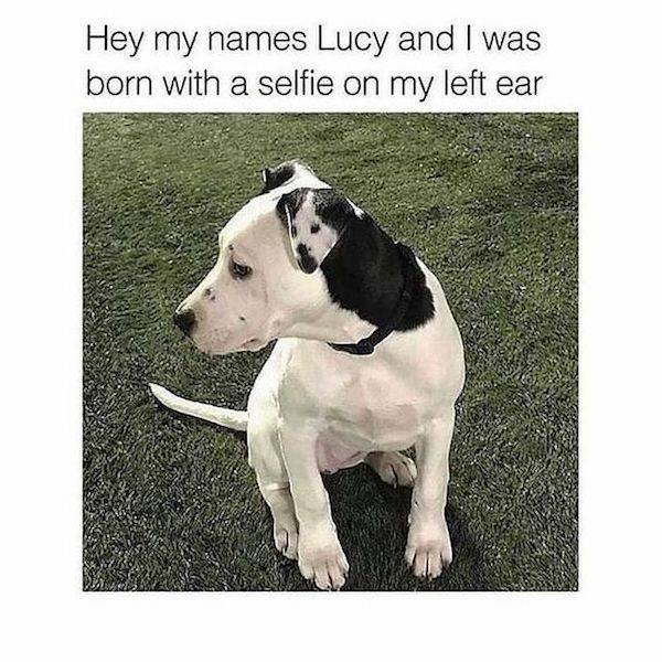 Memes About Dogs (27 pics)