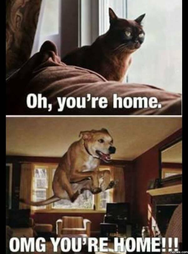 Random Memes (36 pics)