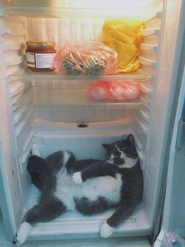 Funny Cats (49 pics)
