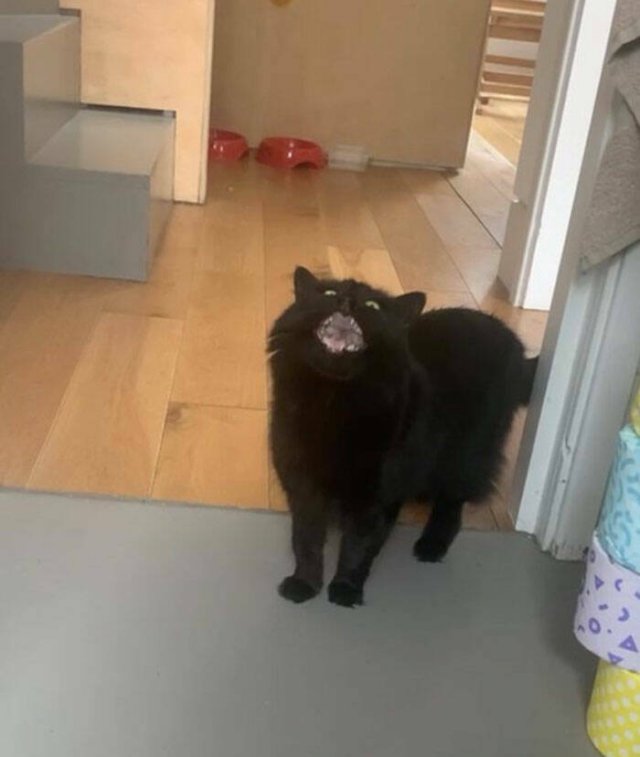 Funny Cats (49 pics)