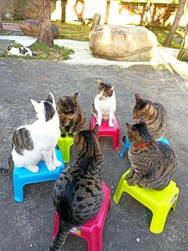Funny Cats (49 pics)