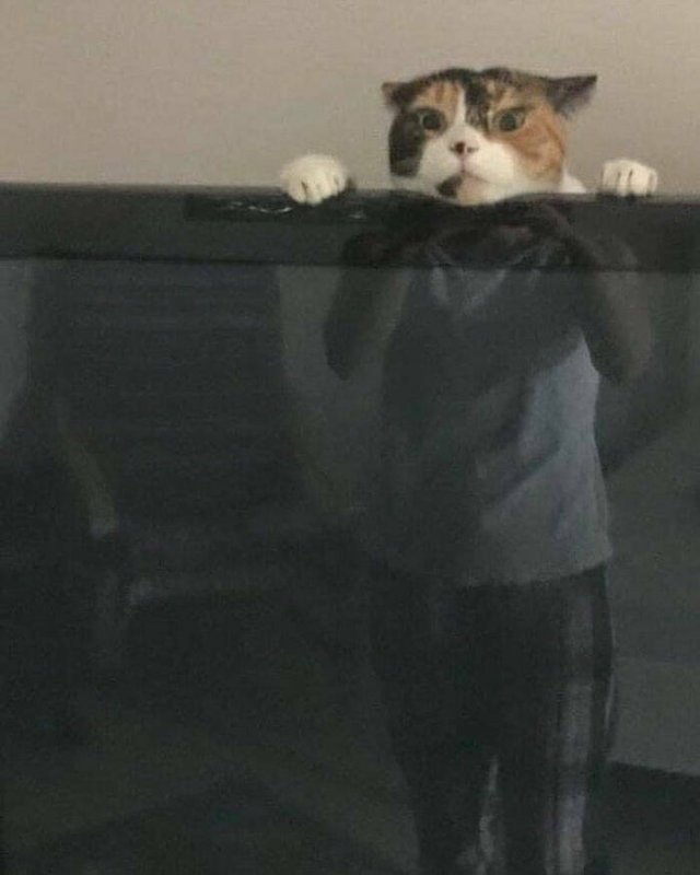 Funny Cats (49 pics)