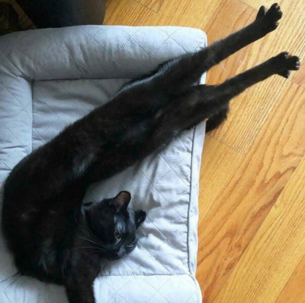 Funny Cats (49 pics)