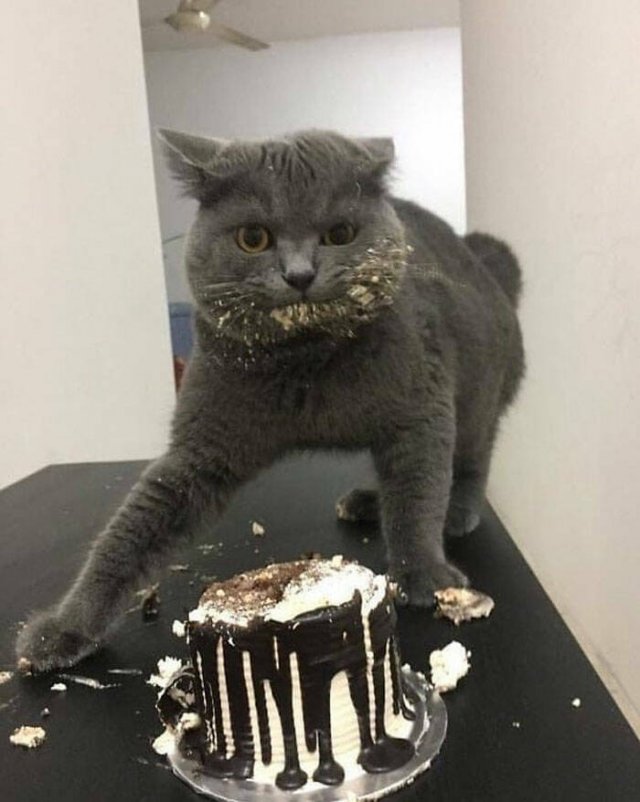 Funny Cats (49 pics)