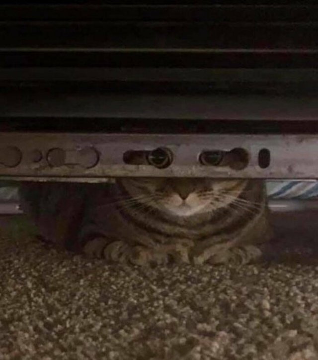 Funny Cats (49 pics)