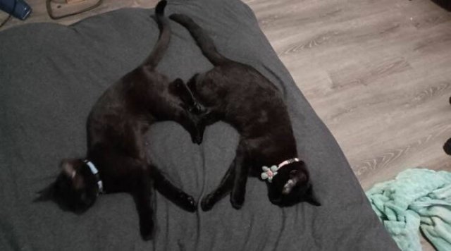 Funny Cats (49 pics)