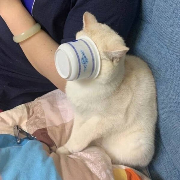 Funny Cats (49 pics)