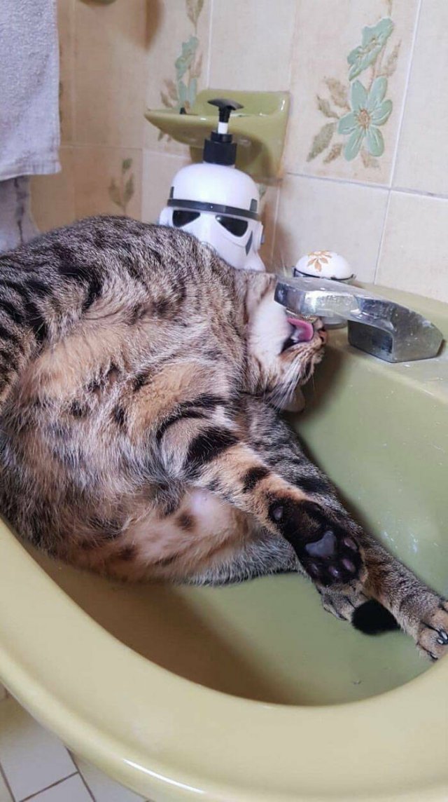 Funny Cats (49 pics)