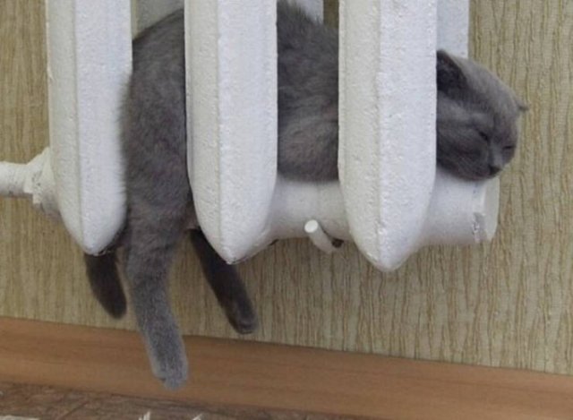 Funny Cats (49 pics)