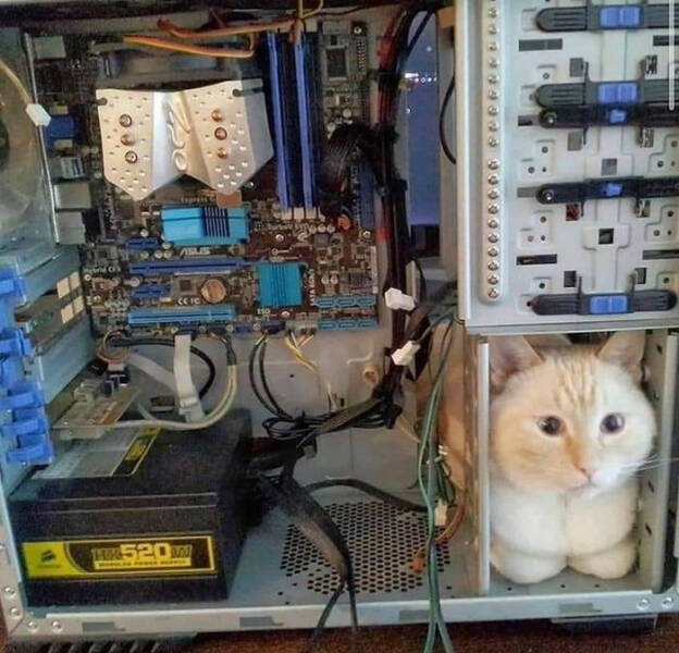Funny Cats (49 pics)