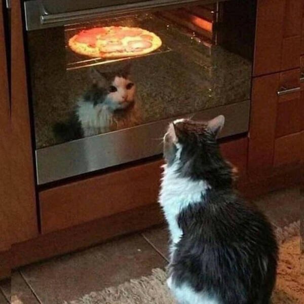 Funny Cats (49 pics)