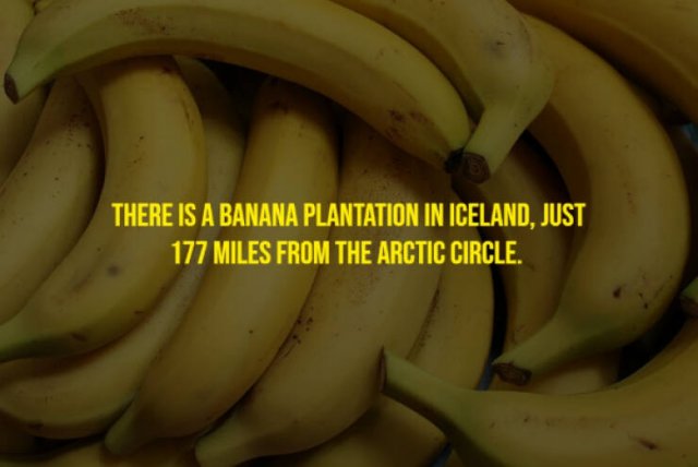 Random Facts (17 pics)