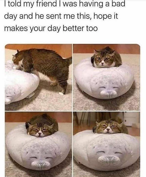 Cat Memes (30 pics)