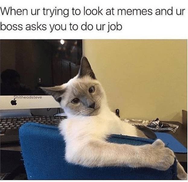 Cat Memes (30 pics)