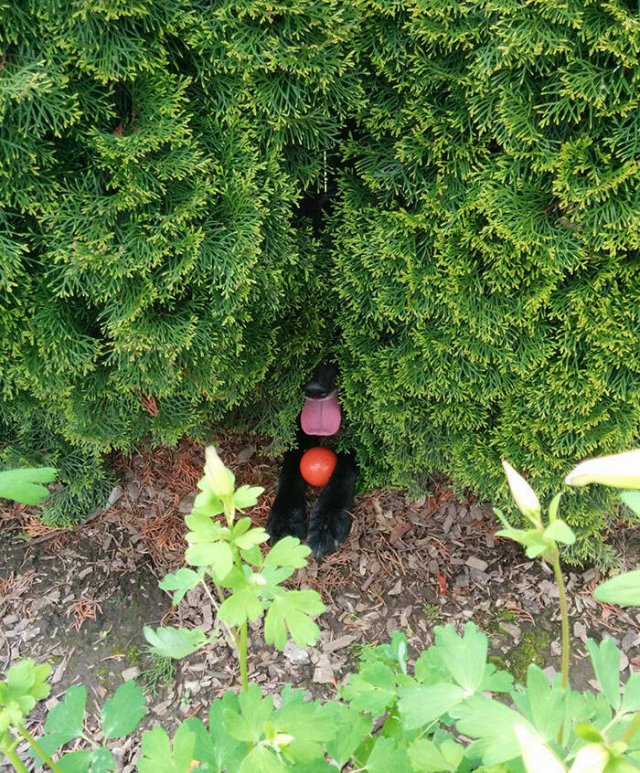 Hide And Seek With Animals (50 pics)